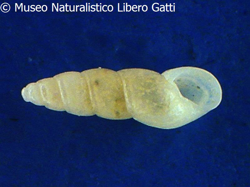 no photo for this shell